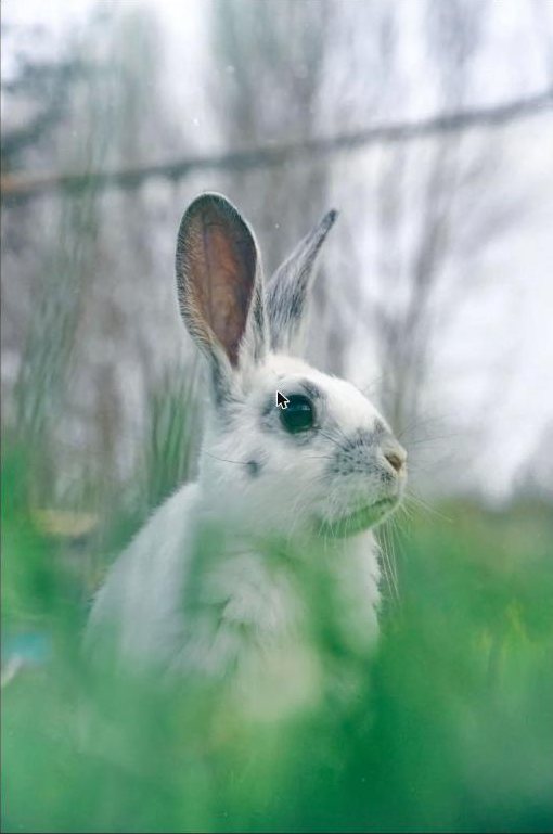 White rabbit sitting upright in tall green grass