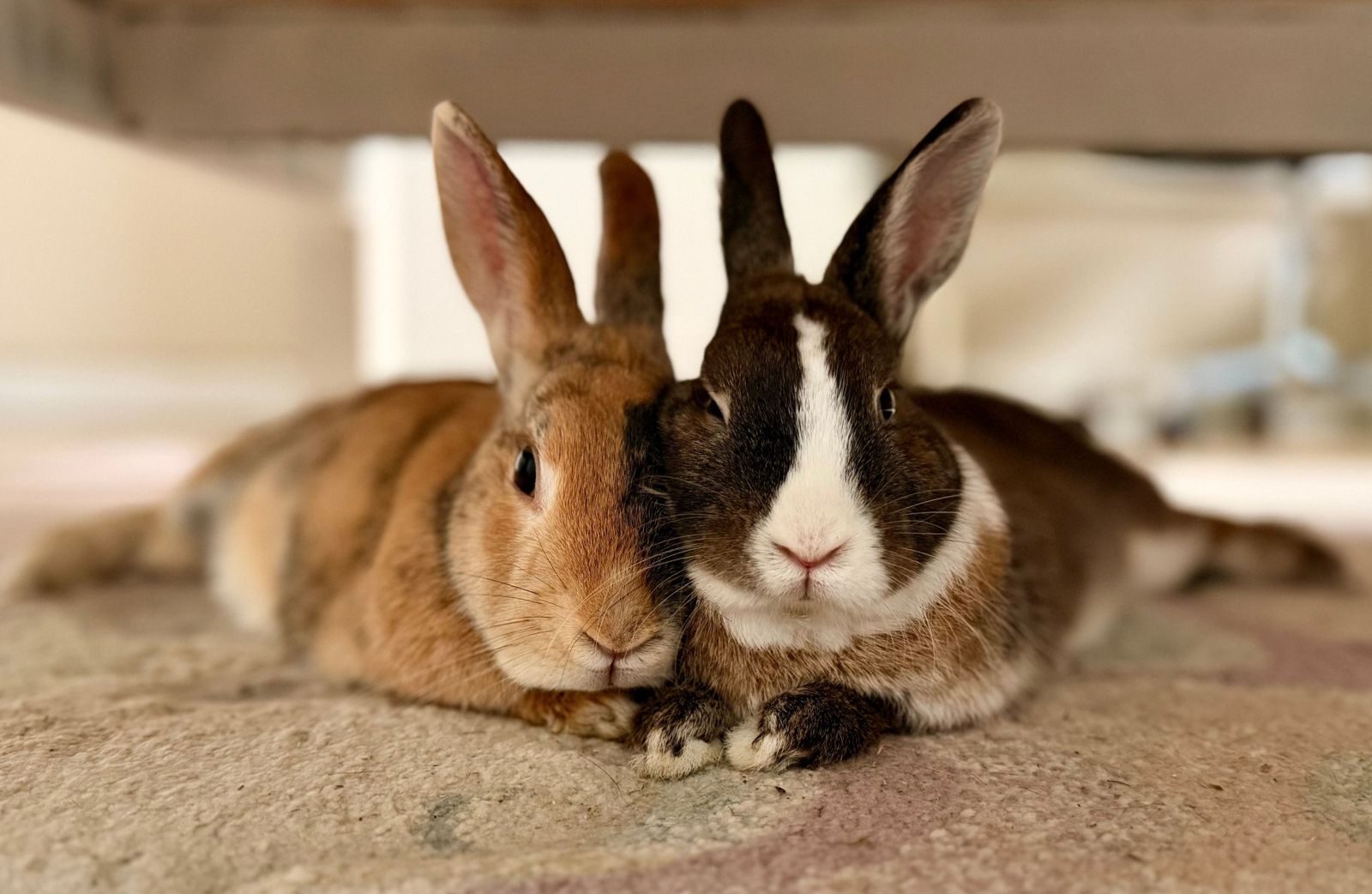 Two rabbits, one ginger and one brown and white, resting side by side with their heads touching