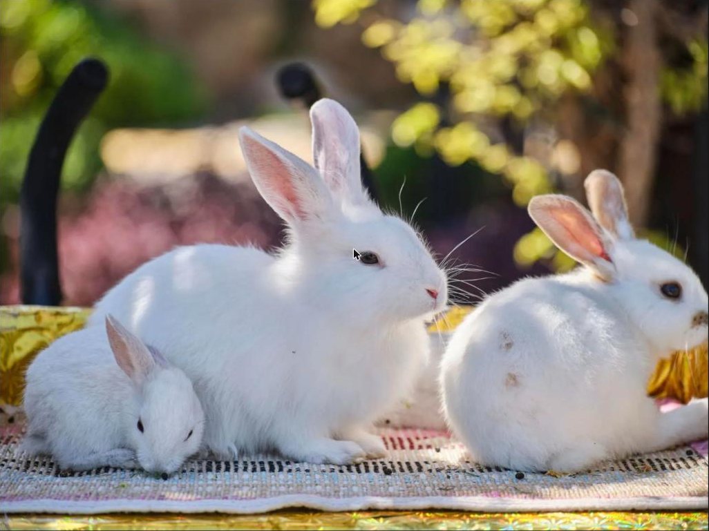 Three white rabbits resting on a blanket outdoors