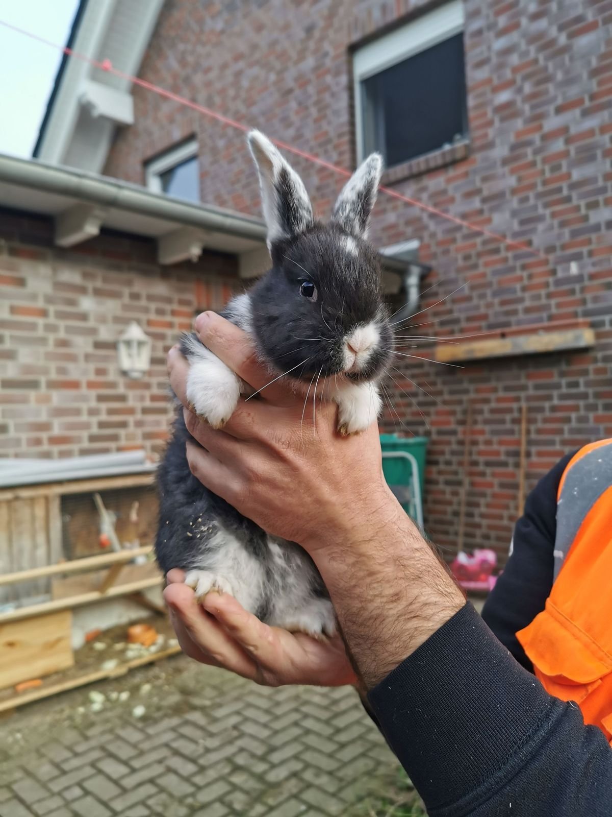 Small black and white rabbit held gently in two hands
