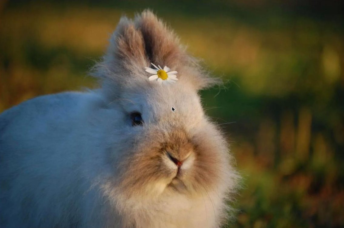 Fluffy lionhead rabbit with a daisy on its head