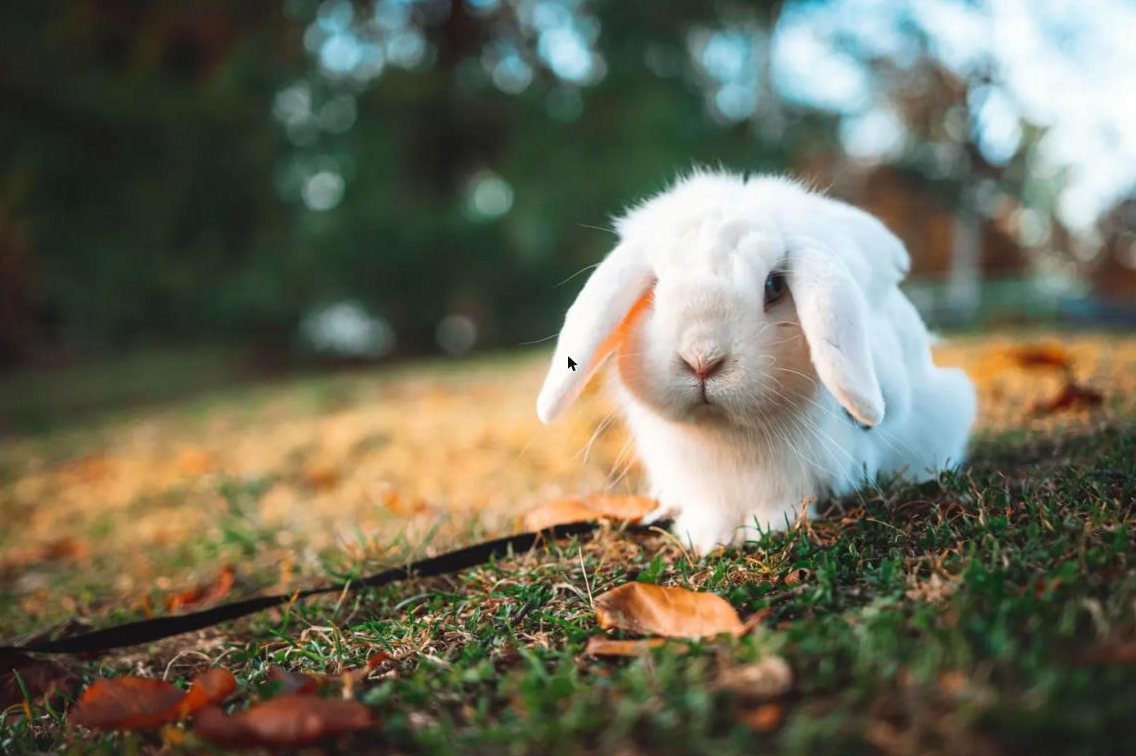 White lop rabbit on grass and fallen leaves