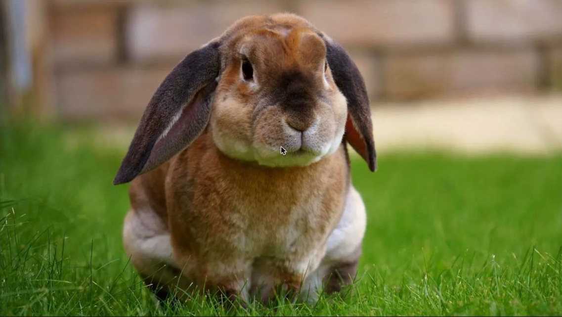 Brown lop rabbit sitting on a green lawn