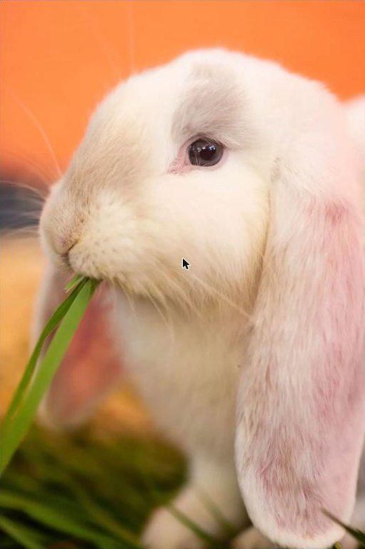White lop rabbit nibbling a blade of grass