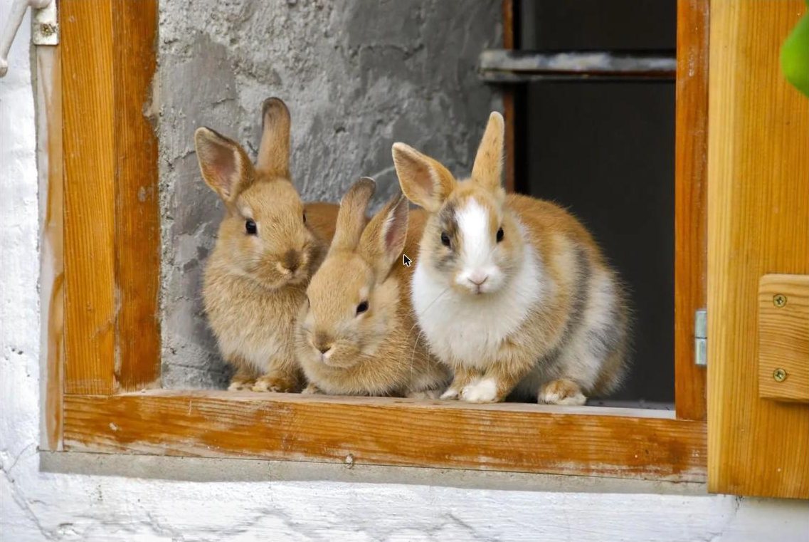 Three young rabbits peeking out of a wooden window