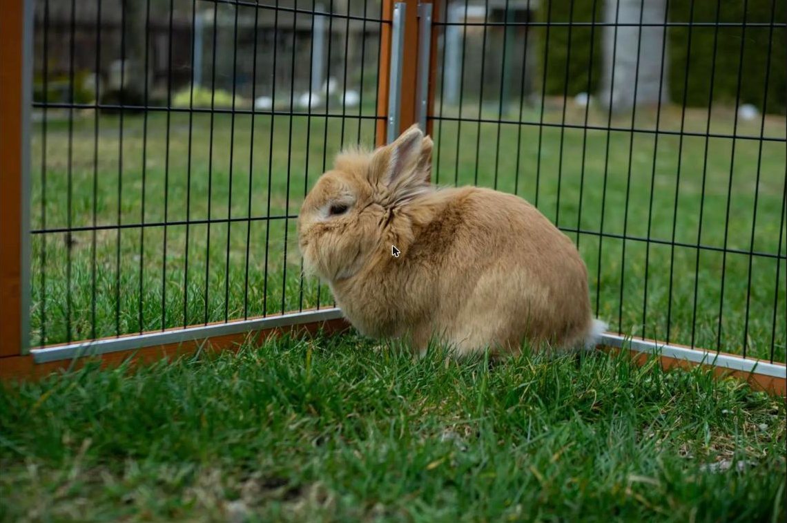 Fluffy tan rabbit sitting in a fenced grass play pen
