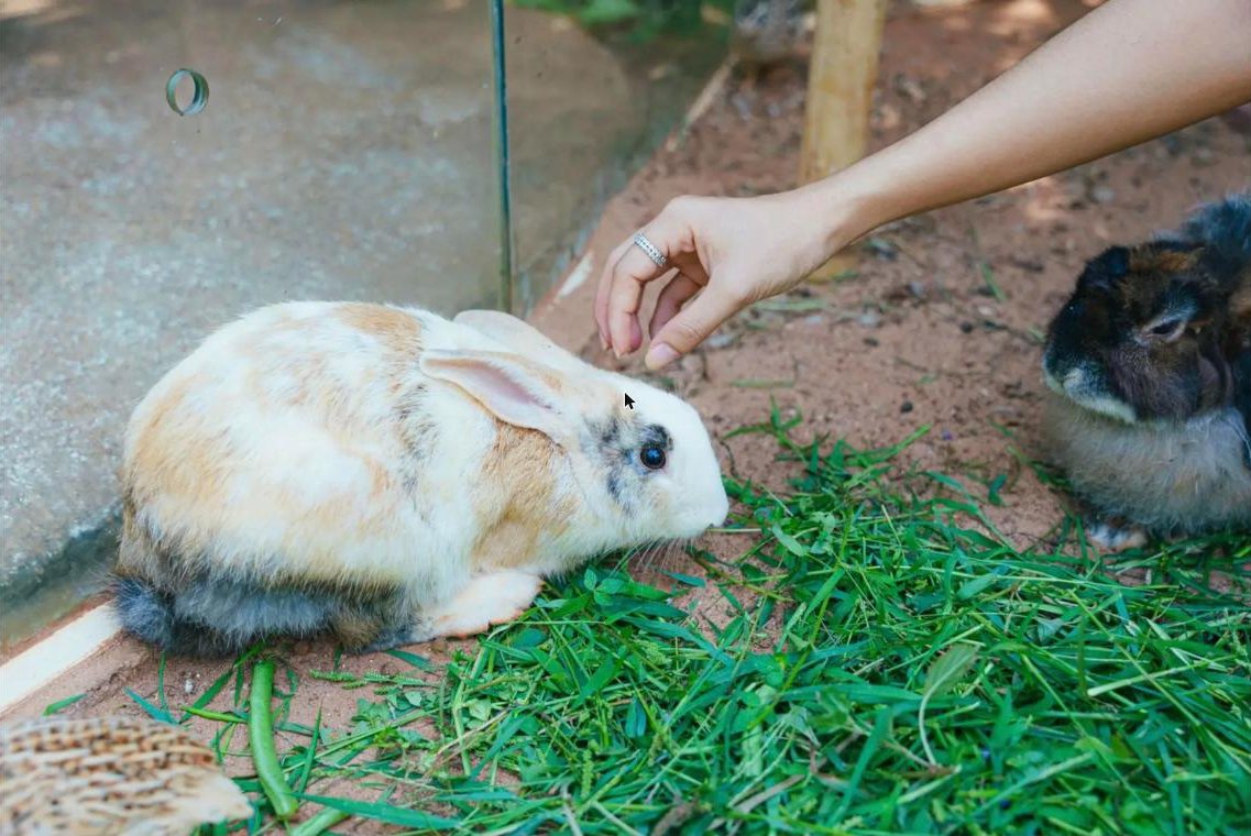 Hand gently petting a cream and white rabbit on the grass