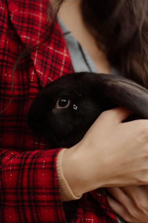 Person in a red plaid shirt holding a black rabbit close
