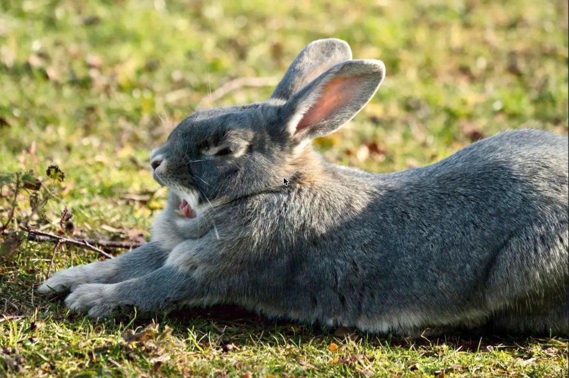 Gray rabbit stretched out and yawning on the grass