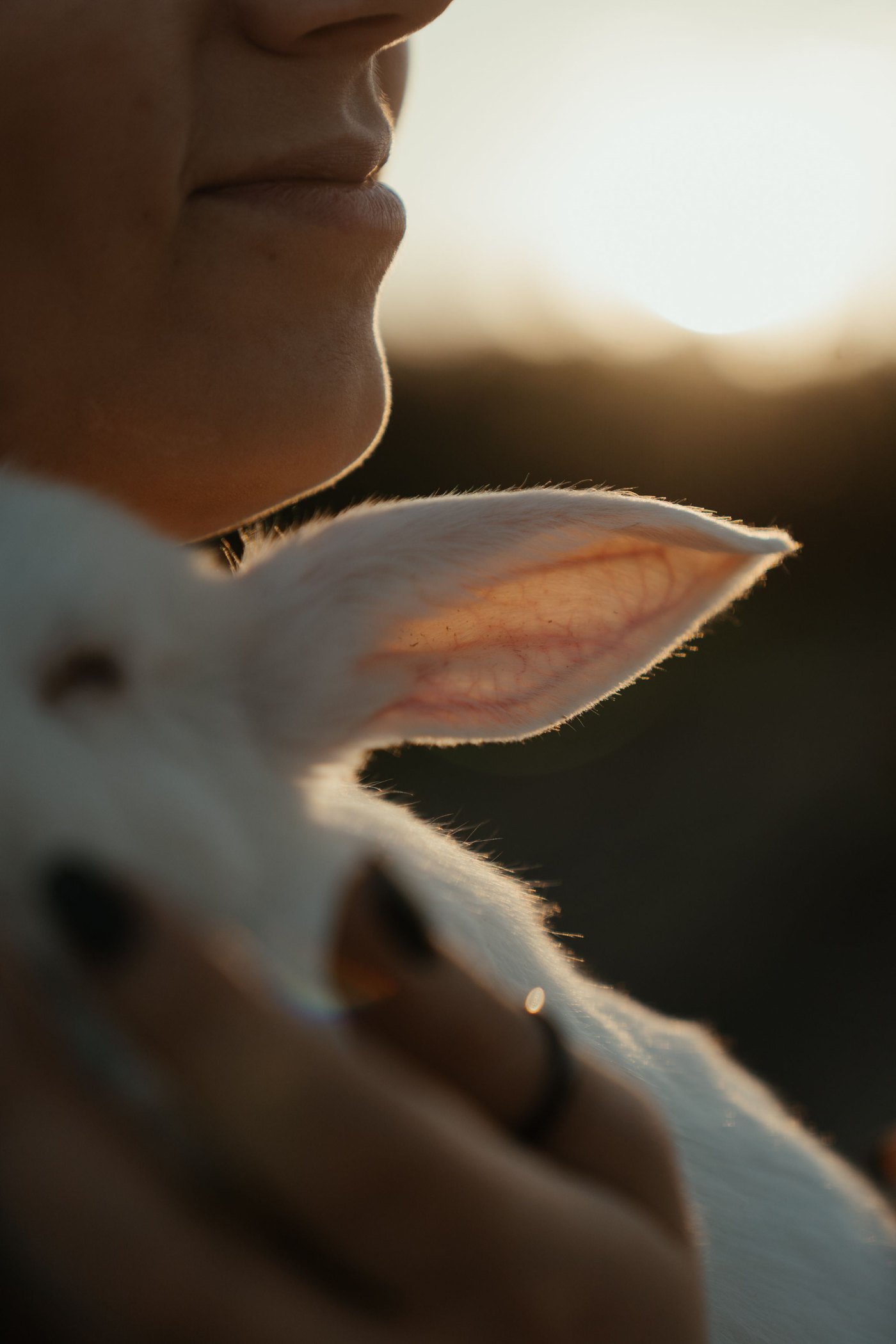 Backlit rabbit ear glowing in golden sunset light beside a smiling person holding the rabbit