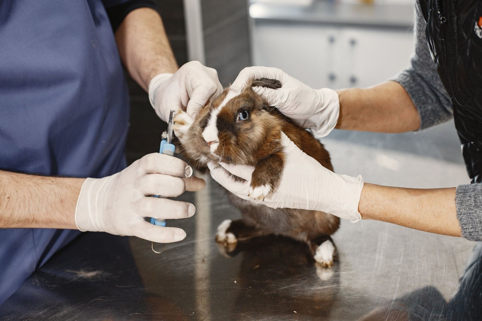 Veterinary team in gloves gently trimming the nails of a brown and white rabbit on an exam table
